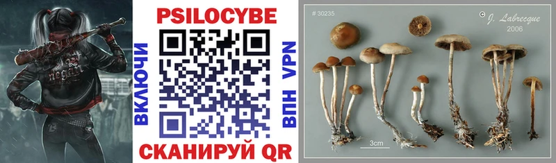 Псилоцибиновые грибы мицелий Сочи